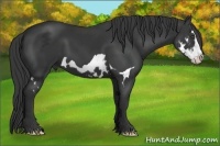 Horse Color:Black Splash Frame