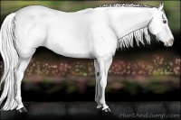 Horse Color:Silver Brown Chinchilla Appaloosa Rabicano 