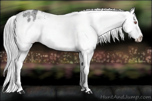 Horse Color:Brown Chinchilla Roan Appaloosa