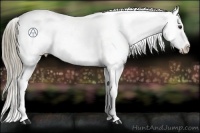 Horse Color:Liver Chestnut Appaloosa Rabicano 