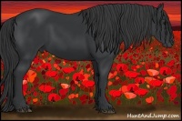 Horse Color:Black 