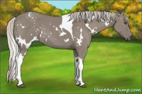 Horse Color:White Spotted Silver Smoky Grullo Tobiano