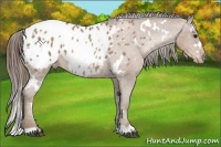 Horse Color:White Spotted Black Pearl Appaloosa 