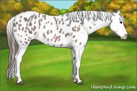 Horse Color:Brown Roan Blanket 