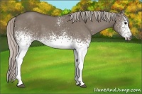 Horse Color:White Spotted Silver Grullo Sabino