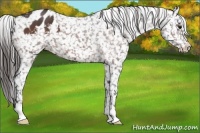 Horse Color:Bay Roan Snowflake Varnish