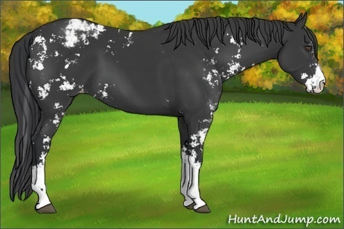 Horse Color:Black Sabino Appaloosa 