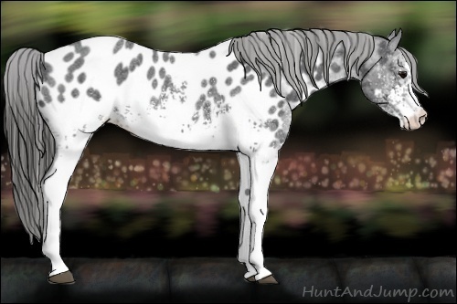 Horse Color:White Spotted Blue Roan Blanket