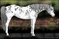 Horse Color:White Spotted Blue Roan Appaloosa