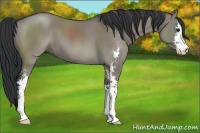 Horse Color:Grullo Sabino