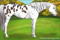 Horse Color:Bay Roan Appaloosa 