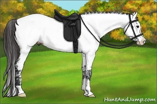 Horse Color:Brown Roan Near Fewspot 