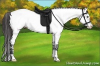 Horse Color:Bay Roan Appaloosa 