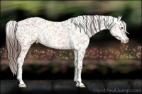 Horse Color:Amber Champagne Appaloosa 