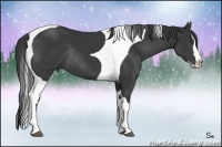 Horse Color:Black Splash Tobiano Rabicano
