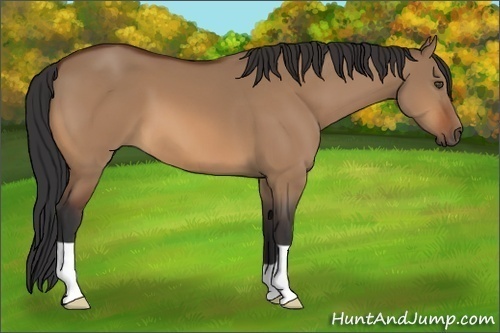 Horse Color:Bay Dun