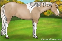 Horse Color:Silver Black Pearl Tobiano 