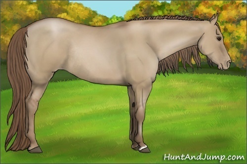 Horse Color:Grullo Pearl Rabicano