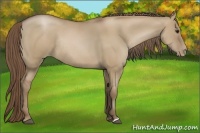 Horse Color:Grullo Pearl Rabicano 