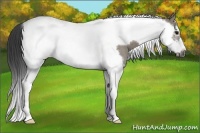 Horse Color:Smoky Grullo Splash Tobiano Frame Rabicano