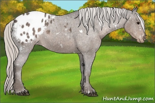 Horse Color:White Spotted Silver Black Blanket 
