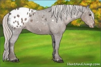 Horse Color:White Spotted Silver Black Appaloosa