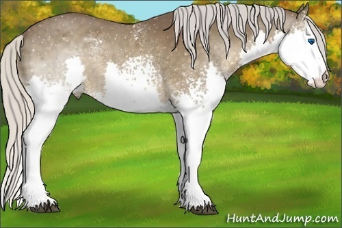 Horse Color:White Spotted Silver Black Splash 