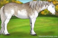 Horse Color:White Spotted Silver Black Splash