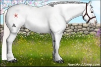 Horse Color:White Spotted Silver Black Appaloosa Rabicano 
