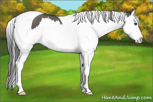 Horse Color:Grullo Splash Tobiano 