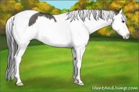 Horse Color:Grullo Splash Tobiano