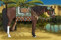 Horse Color:Bay Rabicano 