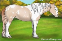 Horse Color:White Spotted Buckskin Pearl Splash Tobiano