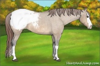 Horse Color:Bay Dun Sabino Splash Snowcap 