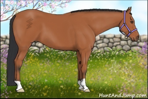 Horse Color:Bay 