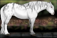 Horse Color:Silver Bay Chinchilla Appaloosa 