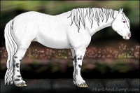Horse Color:Silver Bay Chinchilla Leopard