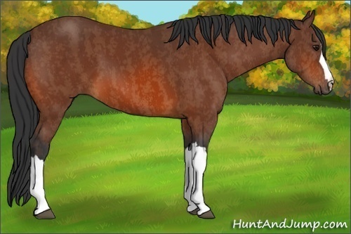 Horse Color:Bay Brindle
