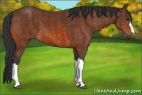 Horse Color:Bay  Brindle