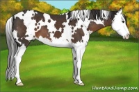 Horse Color:White Spotted Liver Chestnut Splash 