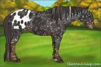 Horse Color:Liver Chestnut Appaloosa 