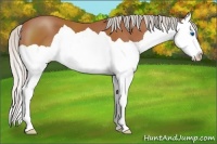 Horse Color:Silver Bay Splash 