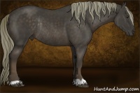 Horse Color:Liver Chestnut Rabicano