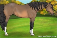 Horse Color:Buckskin 
