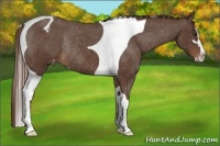 Horse Color:Liver Chestnut Sabino Tobiano Varnish Rabicano