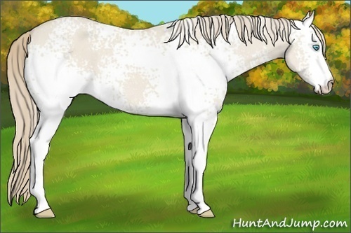 Horse Color:White Spotted Smoky Creme Dun 