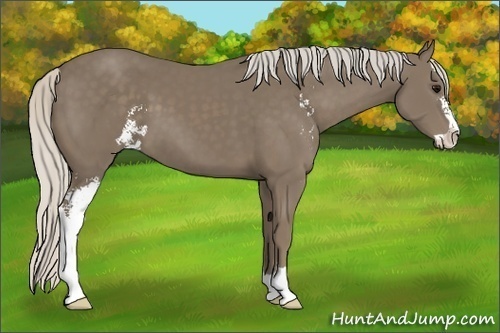 Horse Color:Silver Smoky Black Sabino