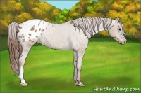 Horse Color:Classic Champagne Appaloosa Rabicano 