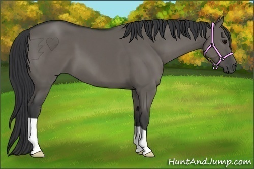 Horse Color:Grullo 
