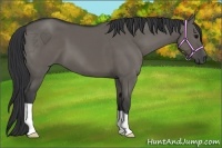 Horse Color:Grullo 